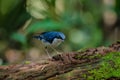 Siberian blue robin & x28;Luscinia cyane& x29; Royalty Free Stock Photo