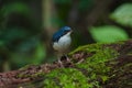 Siberian blue robin & x28;Luscinia cyane& x29; Royalty Free Stock Photo