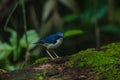 Siberian blue robin & x28;Luscinia cyane& x29; Royalty Free Stock Photo