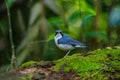 Siberian blue robin & x28;Luscinia cyane& x29; Royalty Free Stock Photo