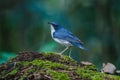 Siberian blue robin & x28;Luscinia cyane& x29; Royalty Free Stock Photo