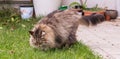 Siberian breed of cat resting in a garden, purebred tabby feline of livestock