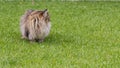 Siberian breed of cat resting in a garden, purebred tabby pet of