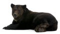 Siberian Brown Bear, 12 years old, lying