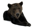 Siberian Brown Bear, 12 years old, lying