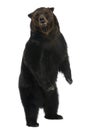 Siberian Brown Bear, 12 years old, standing