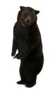 Siberian Brown Bear, 12 years old, standing