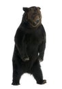 Siberian Brown Bear, 12 years old, standing