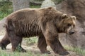 Siberian Brown Bear Royalty Free Stock Photo