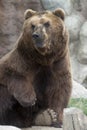 Siberian Brown Bear Royalty Free Stock Photo