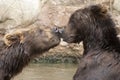 Siberian Brown Bears Royalty Free Stock Photo