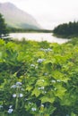 Siberian bugloss, also known as Forget-Me-Nots and Jack Frost wildflowers, growing in the wild at Glacier National Park