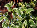Siberian bugloss - Brunnera Royalty Free Stock Photo