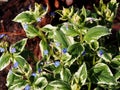 Siberian bugloss - Brunnera