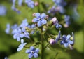 Brunnera macrophylla flowers Royalty Free Stock Photo