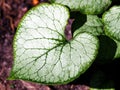 Siberian bugloss - Brunnera Royalty Free Stock Photo