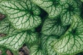 Siberian bugloss green leaves background Royalty Free Stock Photo