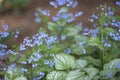 Siberian Bugloss - Jack Frost Royalty Free Stock Photo