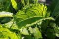 Siberian cabbage thistle (Cirsium oleraceum) plant with shadows by sunlight