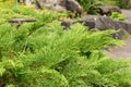 Siberian carpet cypress or Microbiota Decussata plant in Zurich in Switzerland