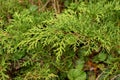 Siberian carpet cypress or Microbiota Decussata plant in Zurich in Switzerland