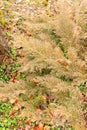 Siberian carpet cypress or Microbiota Decussata plant in Zurich in Switzerland