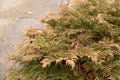 Siberian carpet cypress or Microbiota Decussata plant in Zurich in Switzerland