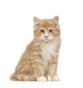 Siberian cat (12 weeks) Royalty Free Stock Photo