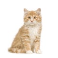 Siberian cat (12 weeks) Royalty Free Stock Photo