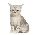 Siberian cat (12 weeks) Royalty Free Stock Photo
