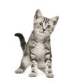 Siberian cat (12 weeks) Royalty Free Stock Photo