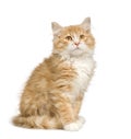 Siberian cat (12 weeks) Royalty Free Stock Photo