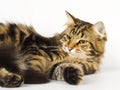 Siberian cat Royalty Free Stock Photo