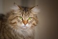 Siberian cat Royalty Free Stock Photo