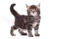 Siberian cat Royalty Free Stock Photo