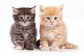 Siberian cat Royalty Free Stock Photo