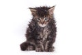 Siberian cat Royalty Free Stock Photo