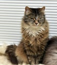 Siberian cat Royalty Free Stock Photo