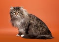 Siberian cat black tiger Royalty Free Stock Photo