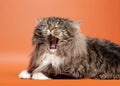 Siberian cat black tiger Royalty Free Stock Photo