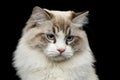 Siberian cat with blue eyes on isolated black background