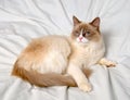 Siberian cat breeds Nevskaya-Masqueradnaja. Royalty Free Stock Photo