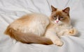 Siberian cat breeds Nevskaya-Masqueradnaja. Royalty Free Stock Photo