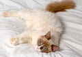 Siberian cat breeds Nevskaya-Masqueradnaja. Royalty Free Stock Photo