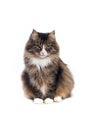 Siberian cat