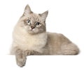 Siberian cat, in front of white background Royalty Free Stock Photo