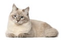 Siberian cat, in front of white background Royalty Free Stock Photo