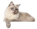 Siberian cat, in front of white background Royalty Free Stock Photo