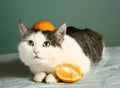 Siberian cat in funny orange hat