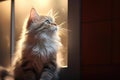 Siberian cat gazing out of a window, indoor natural light Royalty Free Stock Photo
